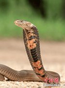 最新研究：纳米技术研发新型抗蛇毒血清在小鼠实验中展现治疗前景